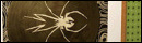 Spider King Enigma