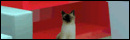 Siamese Cat Escape
